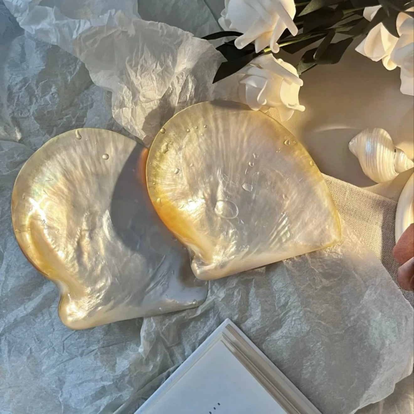 Yellow Rim Shell Plate